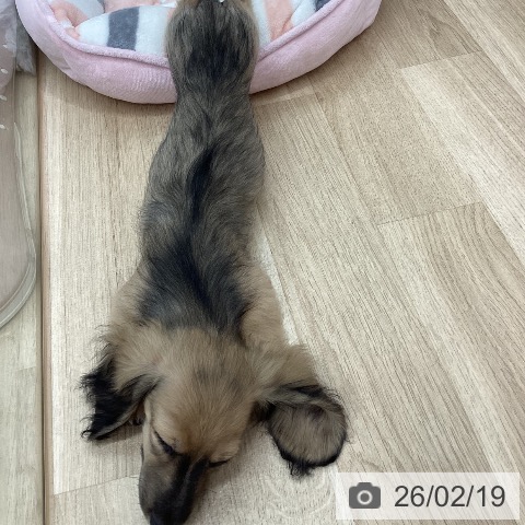 新潟県のミニチュアダックスフンド(ロング) (ペットプラス 新潟南店/2025年11月21日生まれ/男の子/シェーデットイエロー)の子犬の3枚目の画像