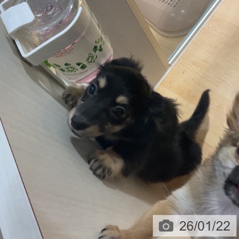 奈良県のミニチュアダックスフンド(ロング) (ペットプラス 大和郡山店/2025年11月21日生まれ/女の子/ブラックイエロー)の子犬の4枚目の画像