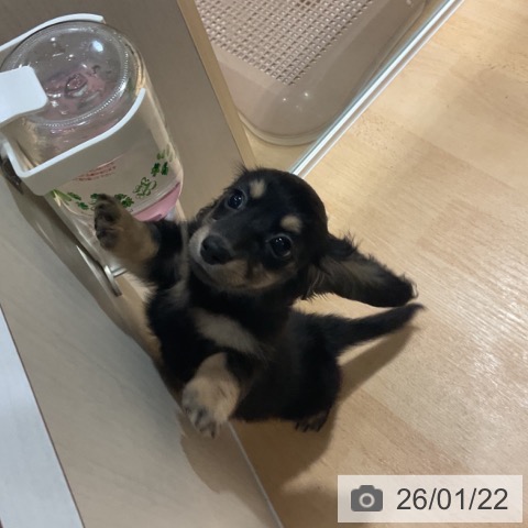 奈良県のミニチュアダックスフンド(ロング) (ペットプラス 大和郡山店/2025年11月21日生まれ/女の子/ブラックイエロー)の子犬の3枚目の画像