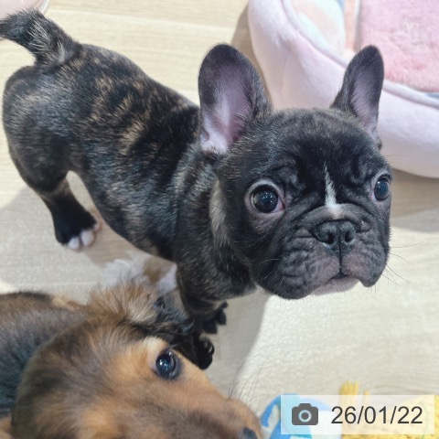 大阪府のフレンチブルドッグ (ペットプラス イオン大日店/2025年11月20日生まれ/男の子/ブリンドルホワイト)の子犬の4枚目の画像