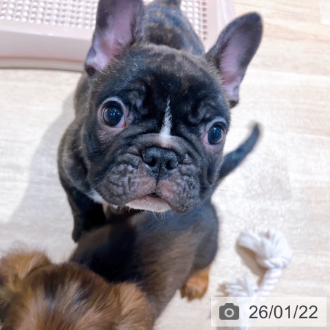 大阪府のフレンチブルドッグ (ペットプラス イオン大日店/2025年11月20日生まれ/男の子/ブリンドルホワイト)の子犬の3枚目の画像