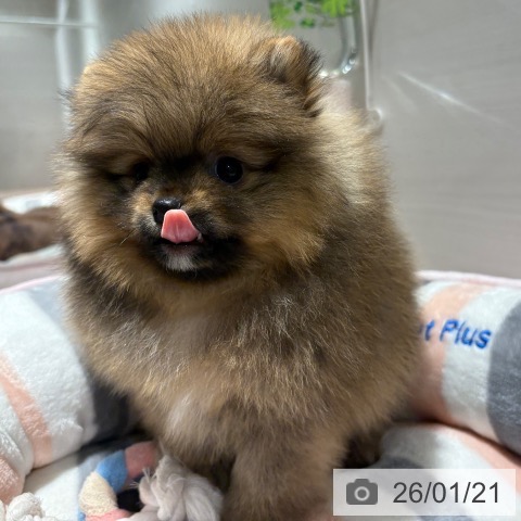 兵庫県のポメラニアン (ペットプラス 神戸三宮店/2025年11月20日生まれ/男の子/オレンジセーブル)の子犬の4枚目の画像