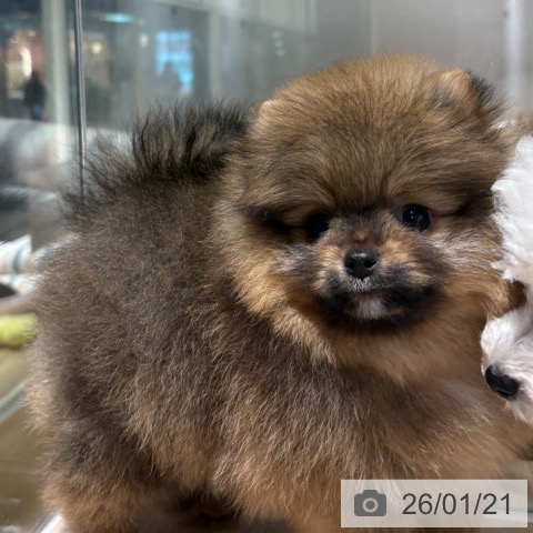 兵庫県のポメラニアン (ペットプラス 神戸三宮店/2025年11月20日生まれ/男の子/オレンジセーブル)の子犬の3枚目の画像