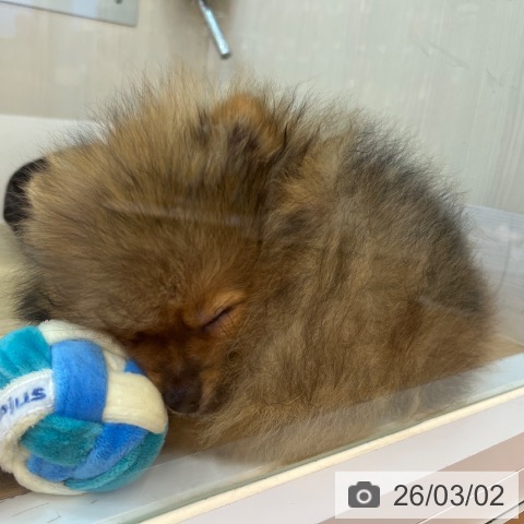 兵庫県のポメラニアン (ペットプラス 姫路大津店/2025年11月20日生まれ/男の子/オレンジセーブル)の子犬の3枚目の画像