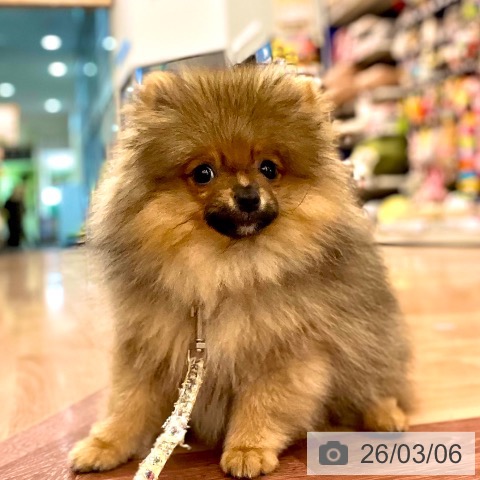 兵庫県のポメラニアン (ペットプラス 姫路大津店/2025年11月20日生まれ/男の子/オレンジセーブル)の子犬の3枚目の画像