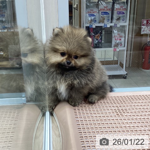 大阪府のポメラニアン (ペットプラス ららぽーと和泉店/2025年11月20日生まれ/男の子/オレンジセーブル)の子犬の4枚目の画像