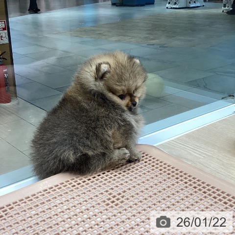 大阪府のポメラニアン (ペットプラス ららぽーと和泉店/2025年11月20日生まれ/男の子/オレンジセーブル)の子犬の3枚目の画像