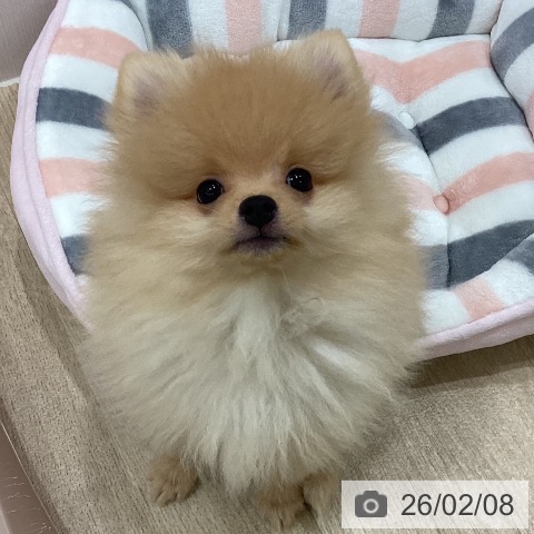 新潟県のポメラニアン (ペットプラス 新潟南店/2025年11月19日生まれ/男の子/クリーム)の子犬の3枚目の画像