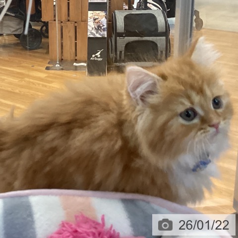 京都府のラガマフィン (ペットプラス イオンモールKYOTO店/2025年11月21日生まれ/男の子/レッドタビーホワイト)の子猫の4枚目の画像