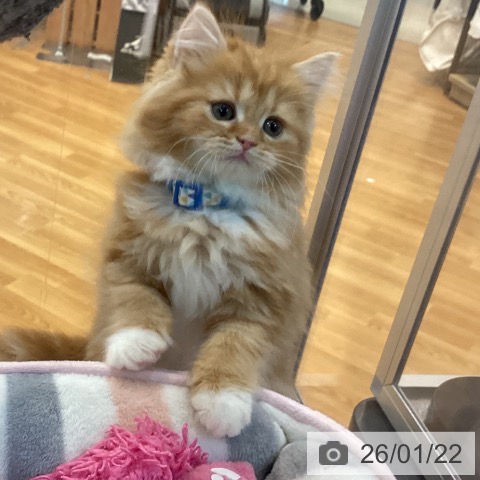 京都府のラガマフィン (ペットプラス イオンモールKYOTO店/2025年11月21日生まれ/男の子/レッドタビーホワイト)の子猫の3枚目の画像