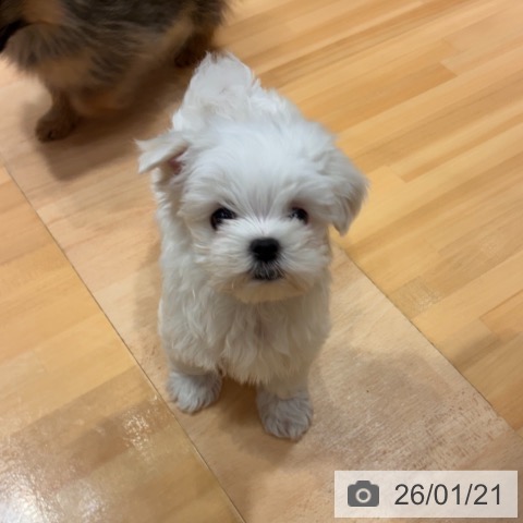 奈良県のマルチーズ (ペットプラス 大和郡山店/2025年11月20日生まれ/女の子/ホワイト)の子犬の3枚目の画像