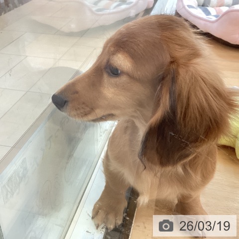 ミニチュア・ダックスフンドの写真