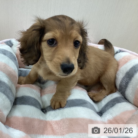 新潟県のミニチュアダックスフンド(ロング) (ペットプラス 新潟南店/2025年11月19日生まれ/女の子/レッド)の子犬の4枚目の画像