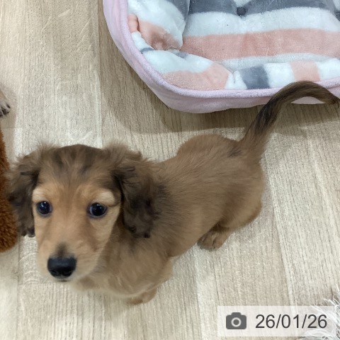 新潟県のミニチュアダックスフンド(ロング) (ペットプラス 新潟南店/2025年11月19日生まれ/女の子/レッド)の子犬の3枚目の画像