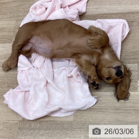 新潟県のミニチュアダックスフンド(ロング) (ペットプラス 新潟南店/2025年11月19日生まれ/女の子/レッド)の子犬の3枚目の画像