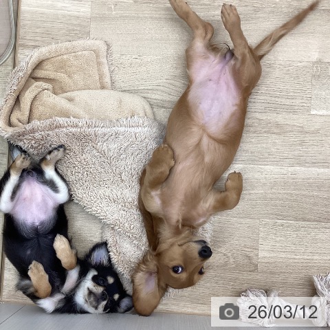 新潟県のミニチュアダックスフンド(ロング) (ペットプラス 新潟南店/2025年11月19日生まれ/女の子/レッド)の子犬の4枚目の画像