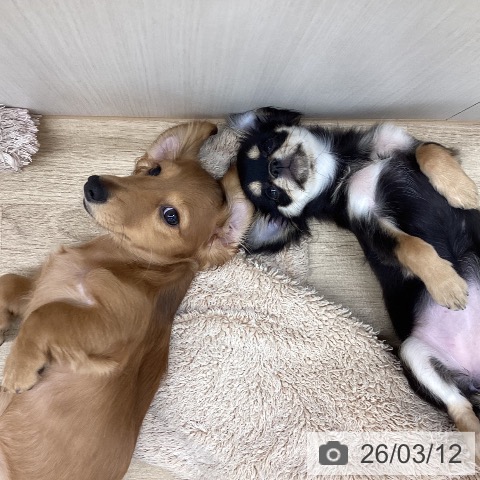 新潟県のミニチュアダックスフンド(ロング) (ペットプラス 新潟南店/2025年11月19日生まれ/女の子/レッド)の子犬の3枚目の画像