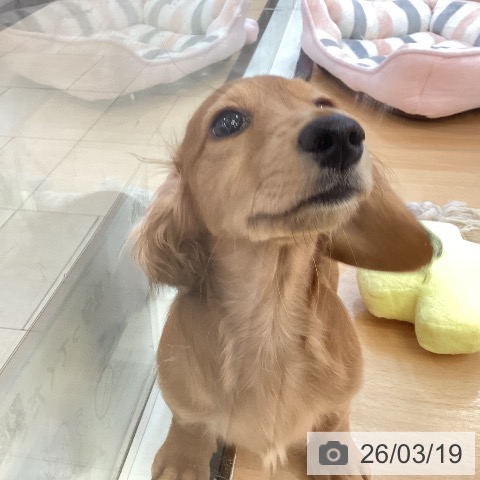 ミニチュア・ダックスフンドの写真