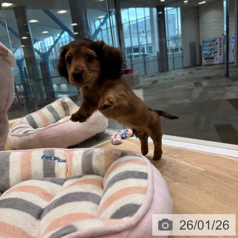 大阪府のミニチュアダックスフンド(ロング) (ペットプラス 堺北花田店/2025年11月19日生まれ/男の子/レッド)の子犬の4枚目の画像