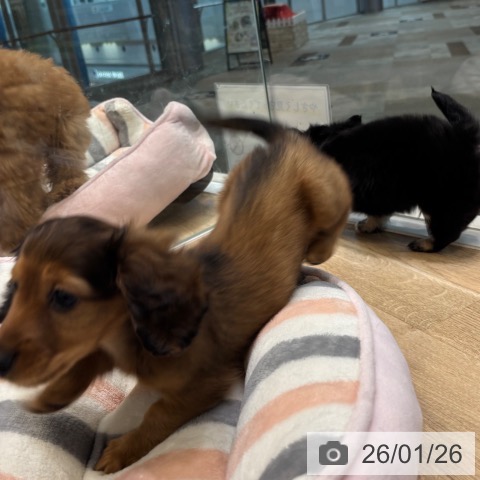 大阪府のミニチュアダックスフンド(ロング) (ペットプラス 堺北花田店/2025年11月19日生まれ/男の子/レッド)の子犬の3枚目の画像