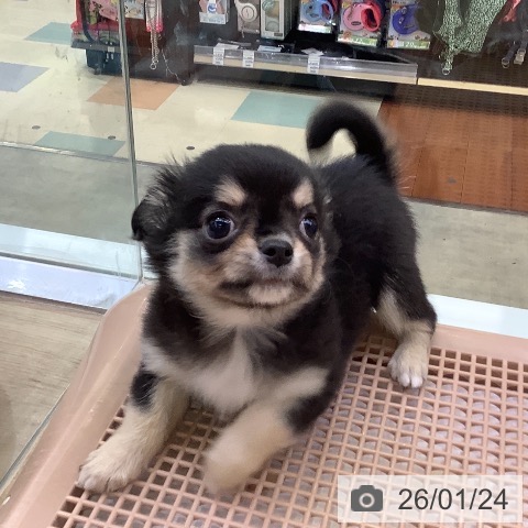 兵庫県のチワワ(ロング) (ペットプラス 明石店/2025年11月21日生まれ/男の子/ブラックタンホワイト)の子犬の4枚目の画像
