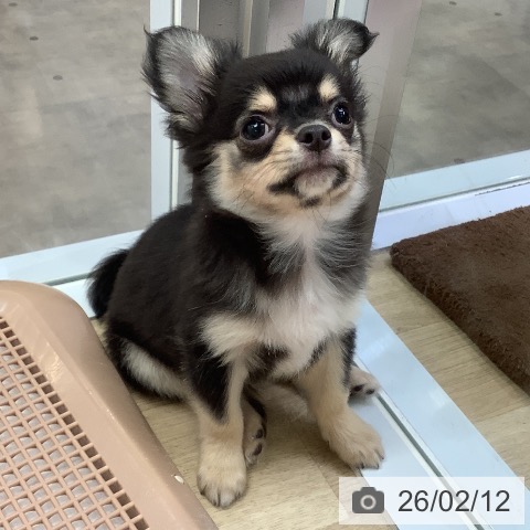 兵庫県のチワワ(ロング) (ペットプラス 明石店/2025年11月21日生まれ/男の子/ブラックタンホワイト)の子犬の4枚目の画像