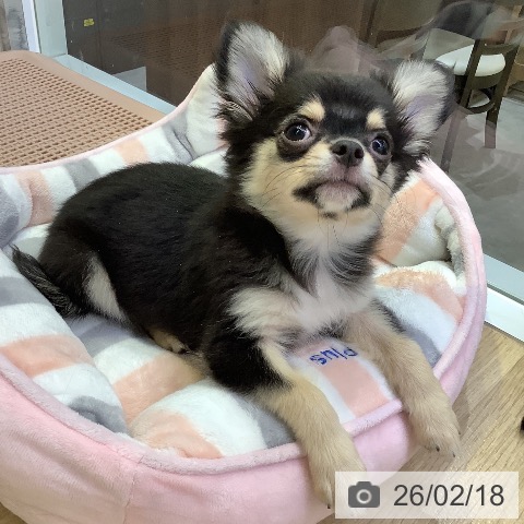 兵庫県のチワワ(ロング) (ペットプラス 明石店/2025年11月21日生まれ/男の子/ブラックタンホワイト)の子犬の4枚目の画像