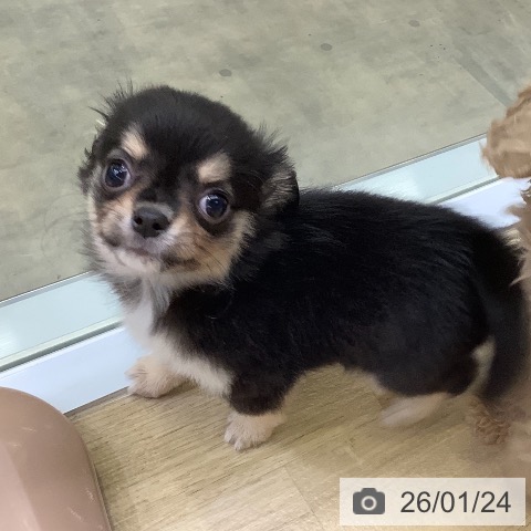 兵庫県のチワワ(ロング) (ペットプラス 明石店/2025年11月21日生まれ/男の子/ブラックタンホワイト)の子犬の3枚目の画像