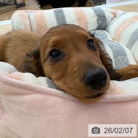 カニーンヘン・ダックスフンドの写真