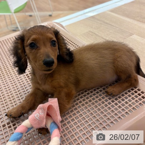 カニーンヘン・ダックスフンドの写真