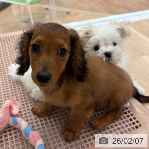 カニーンヘン・ダックスフンドの写真