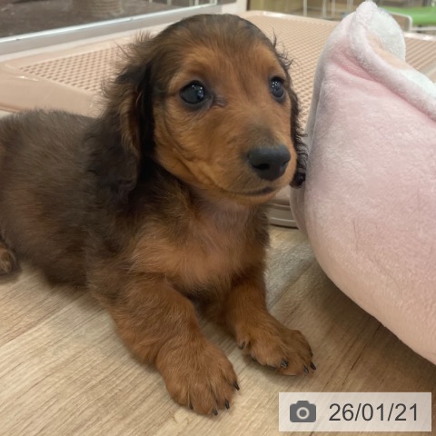 大阪府のカニンヘンダックスフンド(ロング) (ペットプラス 大阪ドームシティ店/2025年11月18日生まれ/男の子/レッド)の子犬の4枚目の画像