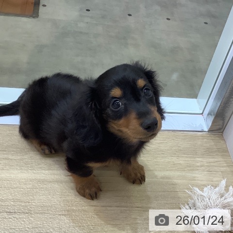 兵庫県のカニンヘンダックスフンド(ロング) (ペットプラス 明石店/2025年11月18日生まれ/男の子/ブラックタン)の子犬の4枚目の画像