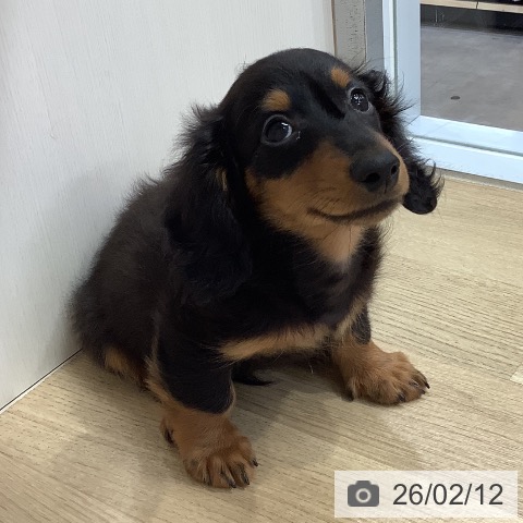 兵庫県のカニンヘンダックスフンド(ロング) (ペットプラス 明石店/2025年11月18日生まれ/男の子/ブラックタン)の子犬の4枚目の画像