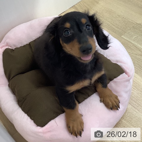 兵庫県のカニンヘンダックスフンド(ロング) (ペットプラス 明石店/2025年11月18日生まれ/男の子/ブラックタン)の子犬の4枚目の画像