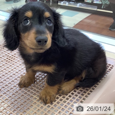 兵庫県のカニンヘンダックスフンド(ロング) (ペットプラス 明石店/2025年11月18日生まれ/男の子/ブラックタン)の子犬の3枚目の画像