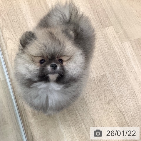 大阪府のポメラニアン (ペットプラス りんくう泉南店/2025年11月15日生まれ/男の子/クリームセーブル)の子犬の3枚目の画像
