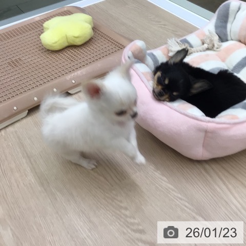 大阪府のチワワ(ロング) (ペットプラス ららぽーと和泉店/2025年11月23日生まれ/男の子/ホワイトクリーム)の子犬の4枚目の画像