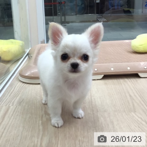 大阪府のチワワ(ロング) (ペットプラス ららぽーと和泉店/2025年11月23日生まれ/男の子/ホワイトクリーム)の子犬の3枚目の画像