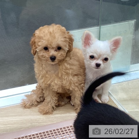 大阪府のチワワ(ロング) (ペットプラス 堺北花田店/2025年11月23日生まれ/男の子/ホワイトクリーム)の子犬の4枚目の画像