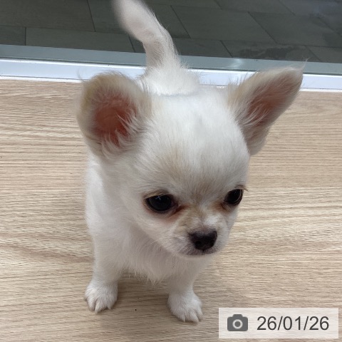 大阪府のチワワ(ロング) (ペットプラス ららぽーと和泉店/2025年11月23日生まれ/男の子/ホワイトクリーム)の子犬の4枚目の画像