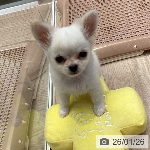 大阪府のチワワ(ロング) (ペットプラス ららぽーと和泉店/2025年11月23日生まれ/男の子/ホワイトクリーム)の子犬の3枚目の画像