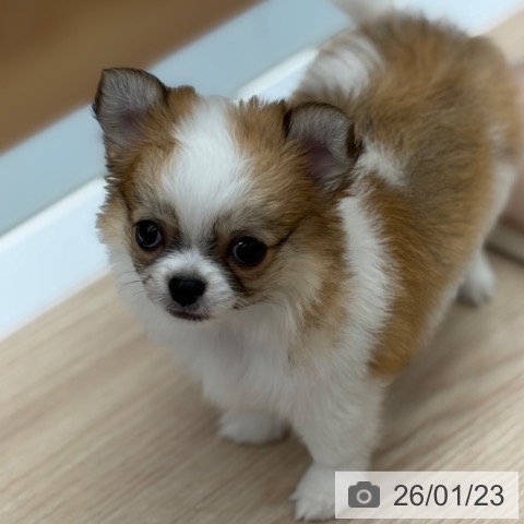 京都府のチワワ(ロング) (ペットプラス 京都桂川店/2025年11月23日生まれ/男の子/ホワイトレッド)の子犬の3枚目の画像