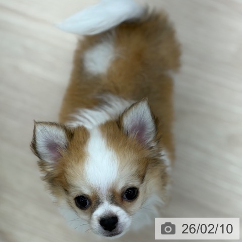 京都府のチワワ(ロング) (ペットプラス 京都桂川店/2025年11月23日生まれ/男の子/ホワイトレッド)の子犬の4枚目の画像