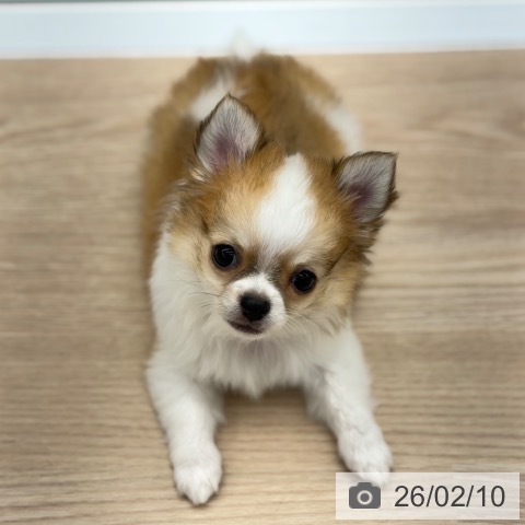 京都府のチワワ(ロング) (ペットプラス 京都桂川店/2025年11月23日生まれ/男の子/ホワイトレッド)の子犬の3枚目の画像