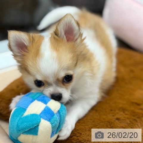 京都府のチワワ(ロング) (ペットプラス 京都桂川店/2025年11月23日生まれ/男の子/ホワイトレッド)の子犬の3枚目の画像