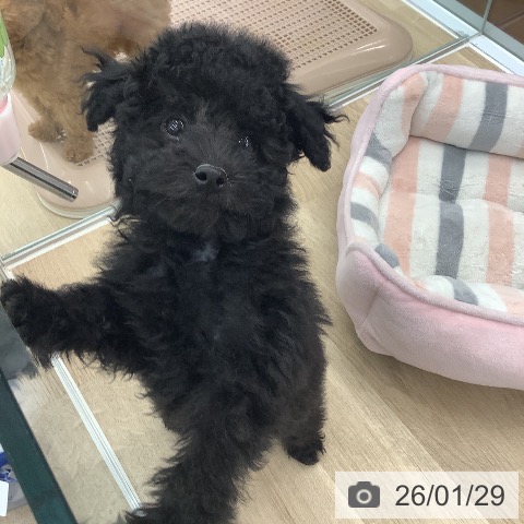 大阪府のトイプードル(トイ) (ペットプラス りんくう泉南店/2025年11月20日生まれ/男の子/ブラック)の子犬の4枚目の画像