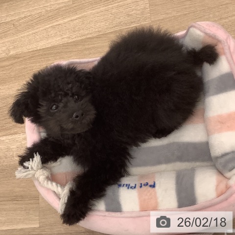 大阪府のトイプードル(トイ) (ペットプラス りんくう泉南店/2025年11月20日生まれ/男の子/ブラック)の子犬の4枚目の画像