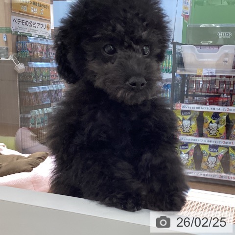 大阪府のトイプードル(トイ) (ペットプラス りんくう泉南店/2025年11月20日生まれ/男の子/ブラック)の子犬の4枚目の画像