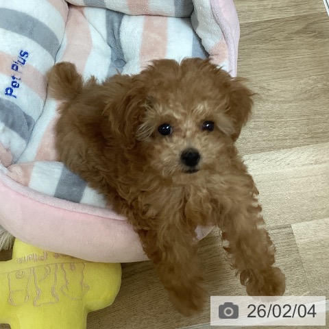 京都府のトイプードル(トイ) (ペットプラス イオンモールKYOTO店/2025年11月24日生まれ/女の子/レッドフォーン)の子犬の4枚目の画像